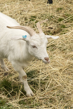 White goat eating straw.