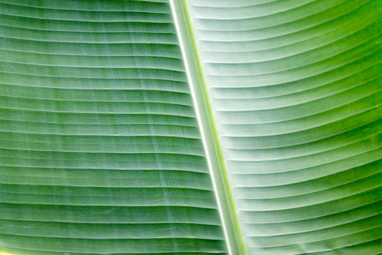 Hintergrund Blatt der der Dessertbanane (Musa &times; paradisiaca) Banane