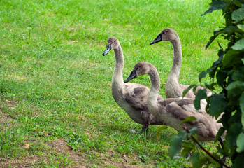 three young swan fledglings are walking along, coming out from behind a bush, green grass on the field, birds of brown-gray color, children's fluff,