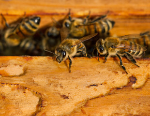 Bees are working for honey.