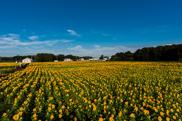 Fototapeta na wymiar It is a sunflower field located in Chikusei city, Ibaraki prefecture, Japan. The sunflower of Double is unusual, and the sunflower shining in the summer sunshine is lively.