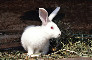 rabbit white fluffy with red eyes