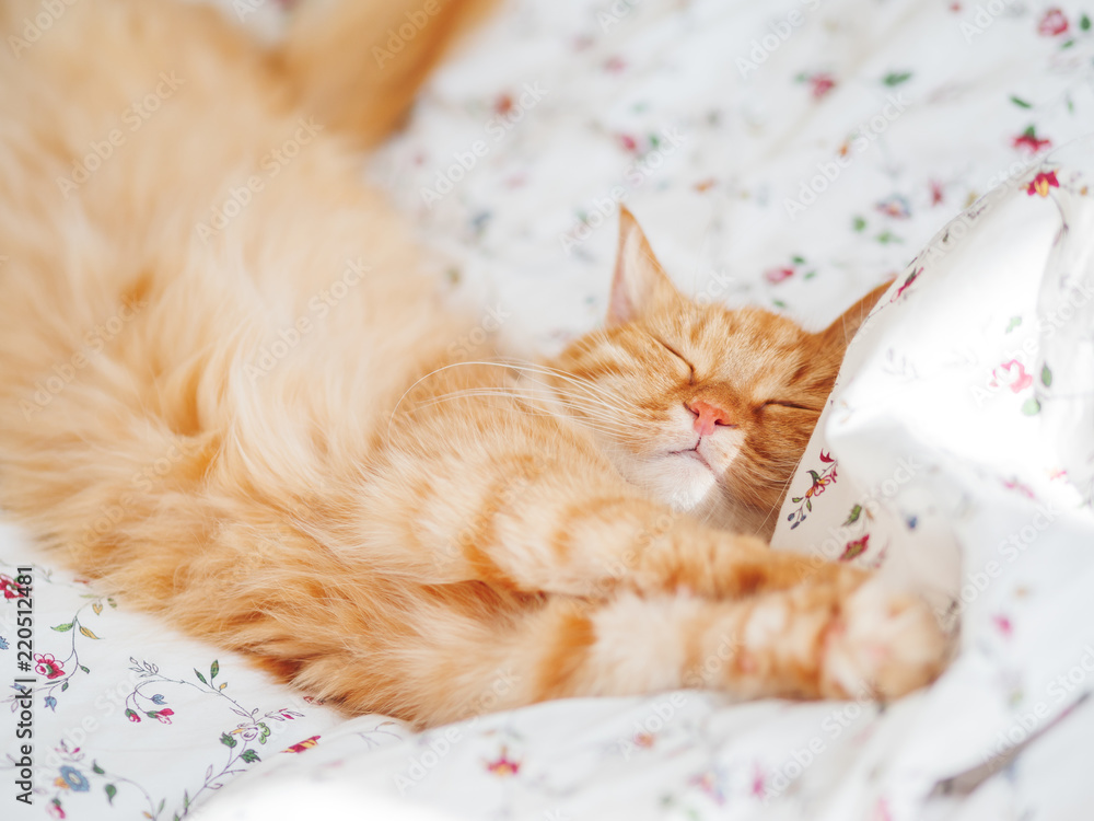 Wall mural cute ginger cat lying in bed. fluffy pet stretching. cozy home background, morning bedtime.