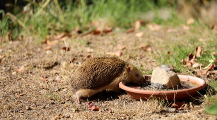 Igel beim Trinken im Garten