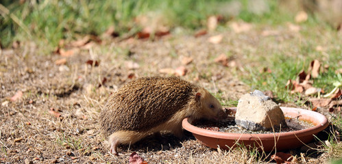 Igel auf Futtersuche im Garten