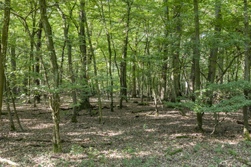 oak tree forest