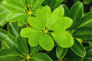 Natural background with Schefflera Arboricola. Green fresh leaves. Singapore.