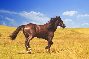 horse of cinnamon color runs freely at a gallop at the will of bright juicy hills with green grass