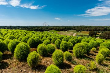 It is Hitachi Beach Park in Ibaraki Prefecture of Japan in autumn. Burning bush of green is a very brilliant one.