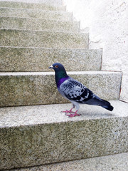 Pidgeon - Beautiful bird. Photo taken in Germany.