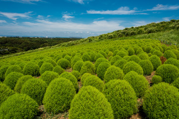 Naklejka premium It is Hitachi Beach Park in Ibaraki Prefecture of Japan in autumn. Burning bush of green is a very brilliant one.