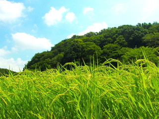 里山の森と田圃風景