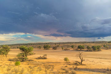Obraz premium Gewitter über dem Auob Tal, Kgalagadi Transfrontier Park, Südafrika