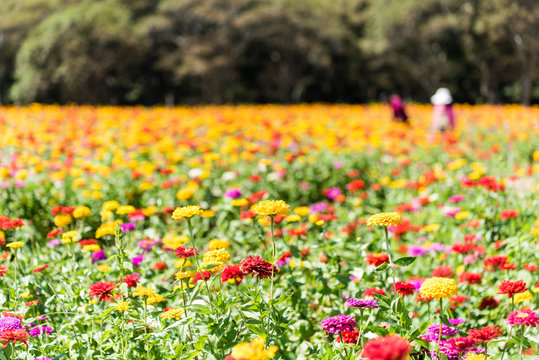 It is Hitachi Beach Park in Ibaraki Prefecture of Japan in summer. It is a colorful flower called zinnia. It looks like a picture.