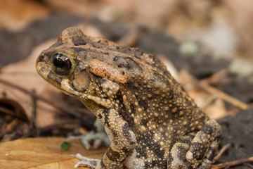 crapaud