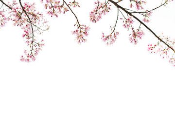 Obraz na płótnie Canvas Sakura Flower, Cherry Blossom