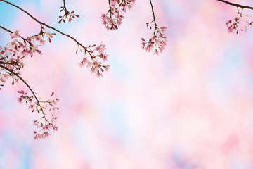 Sakura Flower, Cherry Blossom