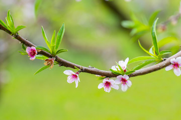 Sakura Flower, Cherry Blossom