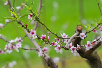 Sakura Flower, Cherry Blossom
