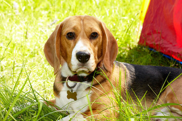 Beagle dog lying on a fresh green grass