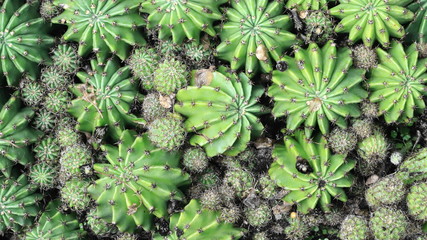 Pianta Grassa, Cactus, Echinopsis, Fat Plant