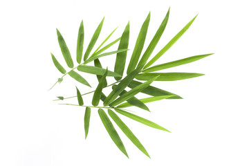 Fototapeta na wymiar bamboo leaf isolated on white background.