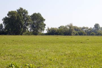 Beautiful summer Russian nature, green forest and field