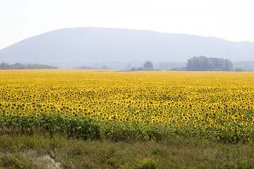 Amazing and beautiful sunflower field in the warm summer day, the mountain behind the sunflower...