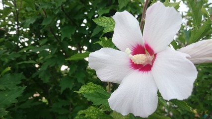 Fiore albero giardino , Porto Recanati , Italy