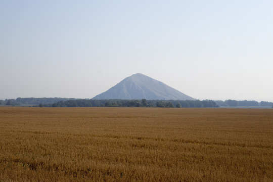 Oats grow on the field and behind it a beautiful mountain