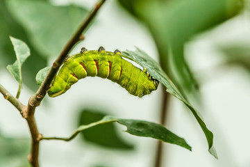 The big green caterpillar on a leaf