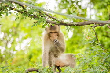 Monkey eating somthing on the tree