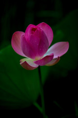 Sacred lotus Nelumbo nucifera