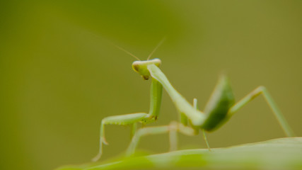 closeup view of green mantis in nature background