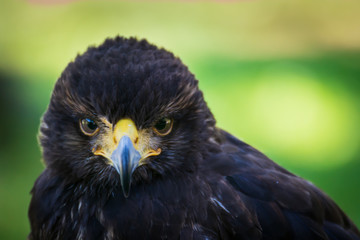 Fototapeta premium Greifvogel beobachtend