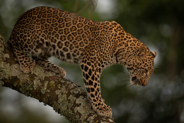 Fototapeta na wymiar Leopard looks down while standing on branch