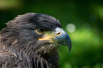 Portrait Greifvogel