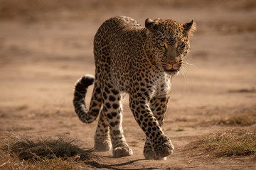 Fototapeta na wymiar Leopard walks on track with paw raised