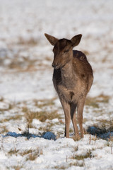 Red deer fawn standing in snowy grass