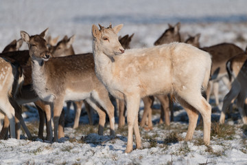 Red and fallow deer standing in snow