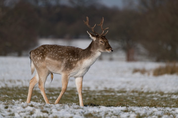 Male fallow deer walking through snowy park