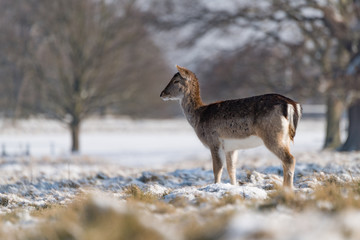 Red deer hind stands in snowy park