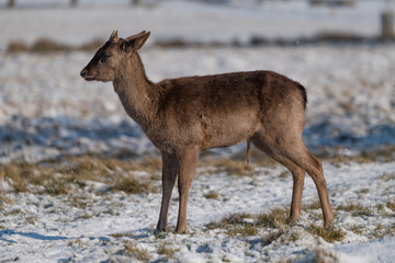 Red deer fawn stands in snowy grass