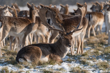 Stag lying in snowy park among herd
