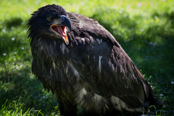 schreiender Greifvogel