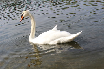 Schwan