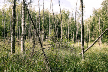 Road to Pokaini Forest