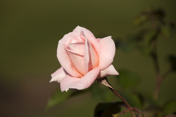 Sydney Australia, soft pale pink rose  flower and stem