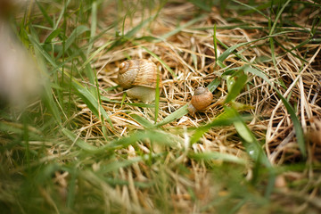 family of snails in green grass