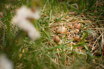 family of snails in green grass